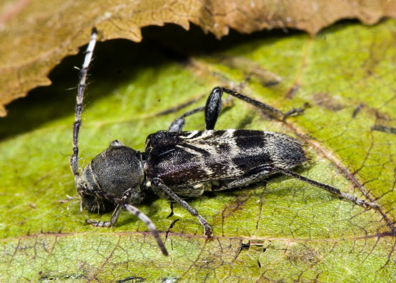 Cerambycidae: Anaglyptus gibbosus